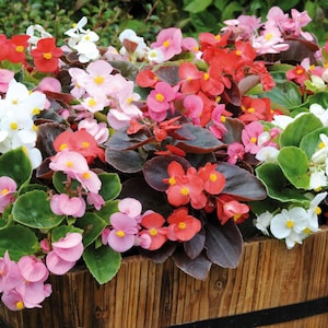 May include: A wooden planter filled with vibrant begonia flowers. The blooms display shades of red, pink, and white, with yellow centres. The dark green and burgundy foliage provides a contrasting backdrop.