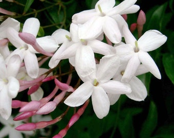 Jasmine in 12cm Pot - Jasminum polyanthum - Heavily Scented Indoor Plant