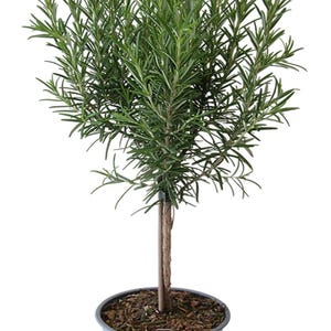 May include: A potted rosemary plant with green leaves and a brown stem. The plant is in a grey pot with brown soil.