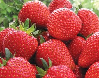 12 x Strawberry Sweetheart Bare Roots - Grow Your Own Strawberries
