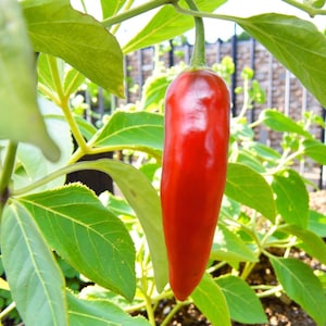May include: A ripe, red chilli pepper, with a glossy skin, is suspended from a green stem, set against a backdrop of green leaves. The pepper's shape is elongated and tapered. The background shows more foliage and a fence.