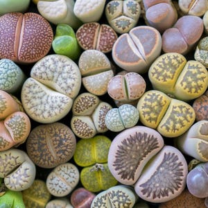 Lithops Living Stone Mixed Succulent Plants in 9cm Pot - Indoor Pebble Plants