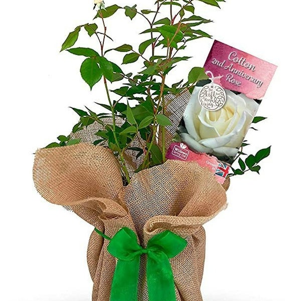 Cotton 2nd Wedding Anniversary Rose - Anniversary Rose Bush - Gift Wrapped Cotton Anniversary Rose