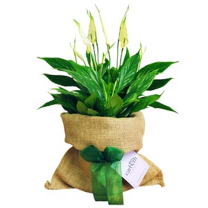 May include: A peace lily plant in a burlap sack, tied with a green ribbon. The plant has glossy green leaves and white flowers. A tag with the text "carbeth PLANTS" is attached to the ribbon. The plant is a houseplant.