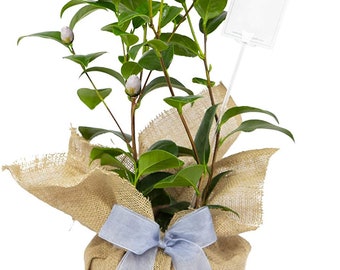 Camellia 'Silver Anniversary' Gift Wrapped with Gift Card in a 3litre Pot - Silver Wedding Gifts - 25th Wedding Anniversary
