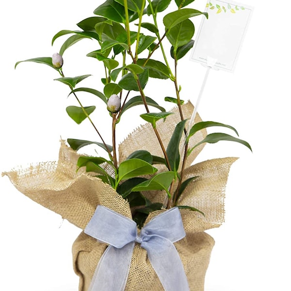 Camellia 'Silver Anniversary' Gift Wrapped with Gift Card in a 3litre Pot - Silver Wedding Gifts - 25th Wedding Anniversary