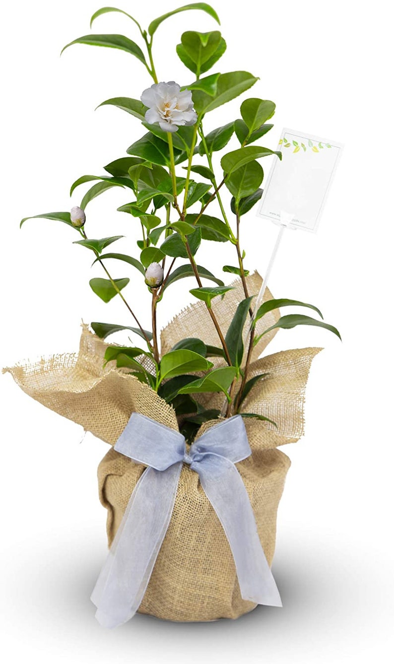 Może przedstawiać: Mała roślina kamelii z białymi kwiatami i zielonymi liśćmi, posadzona w worku jutowym z niebieską wstążką.