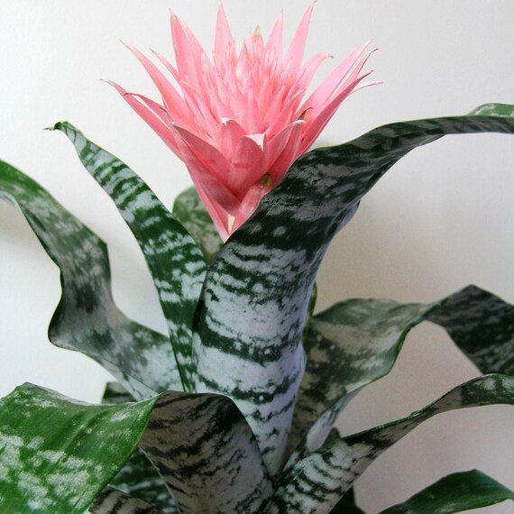 where can i buy peace lily plants Sympathy Plant main image 0