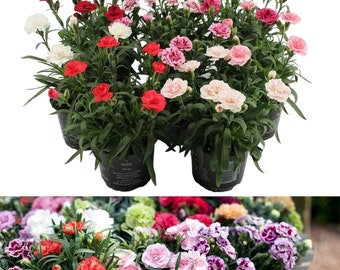 Dianthus 'Oscar' - 3 Pack of Mixed Coloured Carnation Plants in 10cm Pots