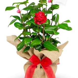 May include: A potted camellia plant with red flowers and green leaves, wrapped in hessian and tied with a red ribbon. The plant has a small tag with the text "www.orchid-magnolia.co.uk".