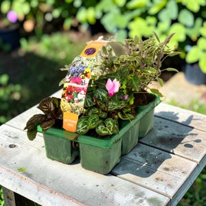May include: A green plastic six-cell plant tray containing various small plants, including one with a single pink flower and dark green patterned leaves. A tall, curved orange and white product label with the text AUTUMN MIX is attached.