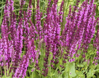 Salvia Pink Inspiration - Full Hardy Perennial in 9cm Pot - Summer Flowering