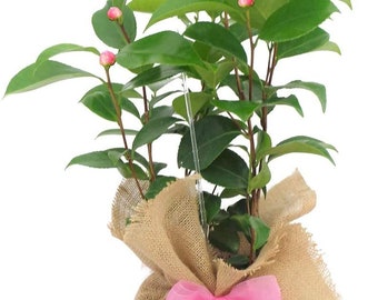 Pink Camellia Magic Mum Plant Gift ideal Gardening Present for Mothers Day and Birthday