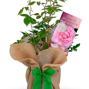 May include: A potted pink rose plant wrapped in hessian with a green ribbon. The plant is labelled "Pottery 9th Anniversary Rose" and includes a charm that says "The life we keep living".