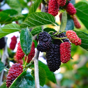 May include: A close-up shot of a mulberry tree branch, displaying green leaves and clusters of mulberries. The berries vary in colour, from deep black to bright red, indicating different stages of ripeness. The image captures the natural beauty of the fruit.