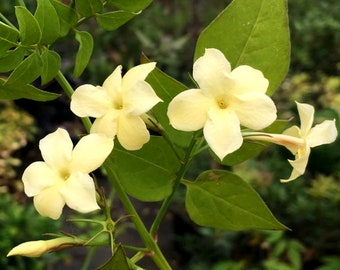 2 x Jasmine Officinale Clotted Cream in 9cm Pots - Deciduous Climber Plants