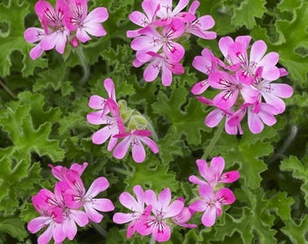 Pink Capitatum Scented Geranium - Pelargonium in 10.5cm Pot - Fragrant Foliage with Large Flowers in Summer & Autumn