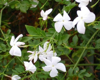 2 x Jasmine Officinale in 9cm Pots - Star Jasmine Plants - Scented Flowers