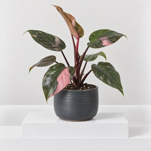 May include: A Philodendron Pink Princess houseplant with dark green, heart-shaped leaves featuring variegated patches of light pink. The plant has reddish-purple stems and is potted in a round, dark charcoal grey ceramic planter with horizontal ridges.