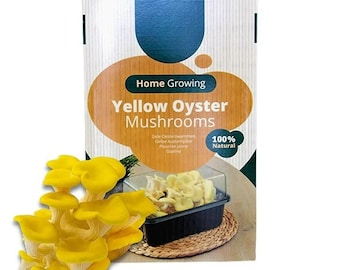 Mushroom Growing Kit Yellow Oyster - Beginner Friendly Ready to Grow Educational Kit - Easy to Use Gardening Gift - Grow Your Own Produce