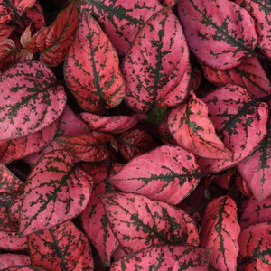 Polka Dot Indoor Plant: Red Hypoestes, Mini Indoor Foliage (6cm Pot)