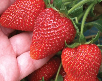 6 x Strawberry Cambridge Favourite Bare Roots - Grow Your Own Strawberries