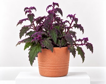 Carbeth Plants Purple Passion Plant: Velvet Touch Evergreen Houseplant in 12cm Pot