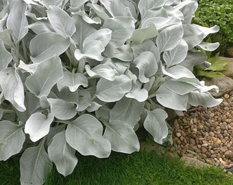 1 x Large Senecio Angel Wings in 9cm Pot - Amazing Unusual Hardy Plant