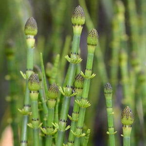 Equisetum fluviatile in 9cm Pot - Horsetail Rush - Perennial Pond Plant - UK Hardy - Low Maintenance