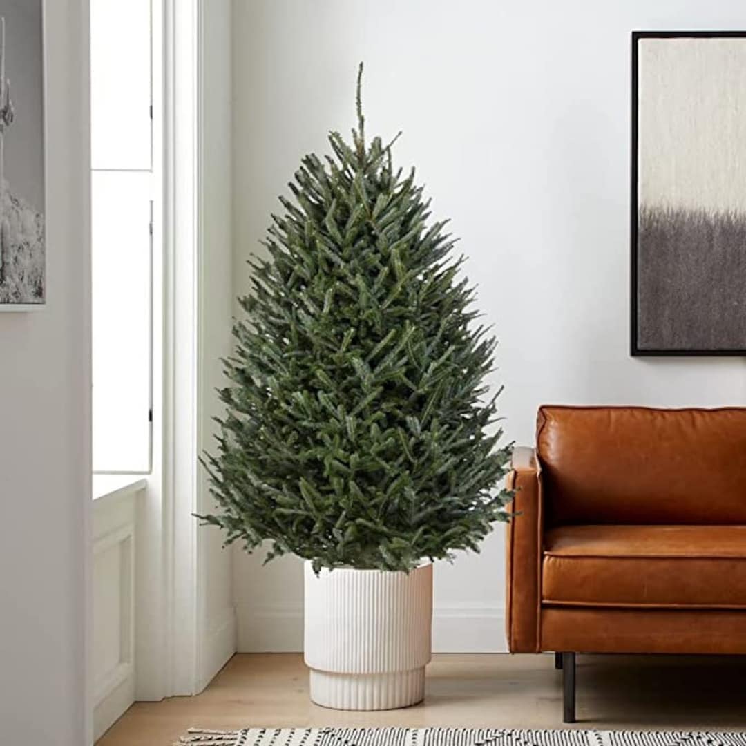 Christmas Tree Fraser Fir Pot Grown Christmas Tree Strong Etsy UK