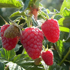 May include: A cluster of bright red raspberries hanging from a green leafy branch. The raspberries are fully formed and have a textured surface. Some unripe green raspberries are also visible. The image is well-lit, showing the details of the fruit.
