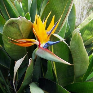 May include: A vibrant orange and yellow bird of paradise flower with blue and red accents blooms against a backdrop of lush green leaves.