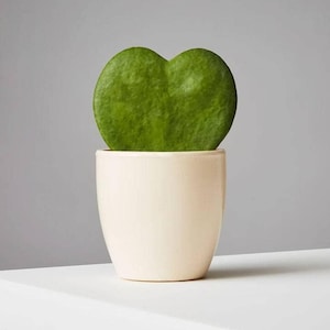 May include: A green heart-shaped Hoya kerrii plant leaf in a cream-coloured ceramic pot. The plant is a vibrant green, and the pot has a smooth, matte finish. The background is a soft grey, creating a simple, clean aesthetic.