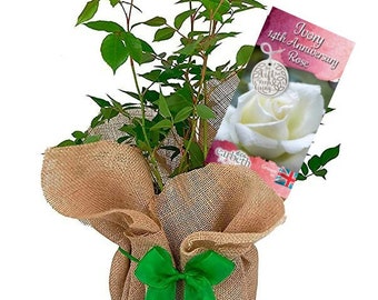 Ivory 14th Wedding Anniversary Rose - Anniversary Rose Bush - Gift Wrapped Ivory Anniversary Rose