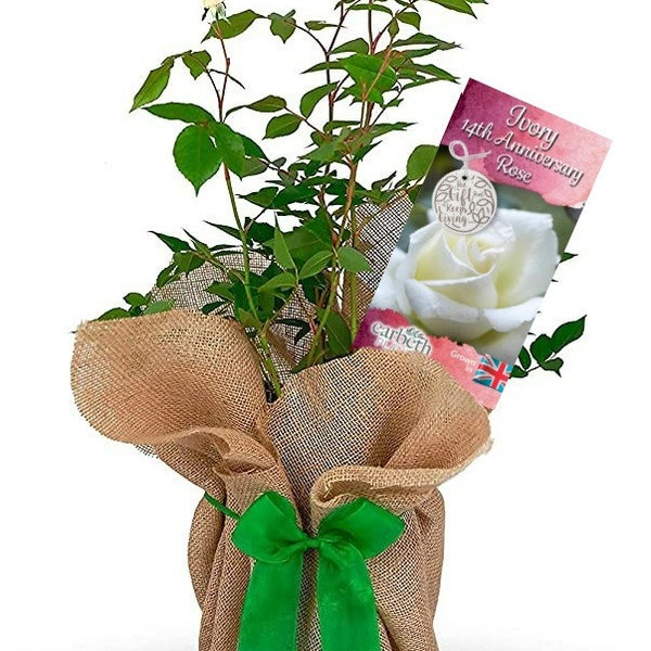 Ivory 14th Wedding Anniversary Rose - Anniversary Rose Bush - Gift Wrapped Ivory Anniversary Rose