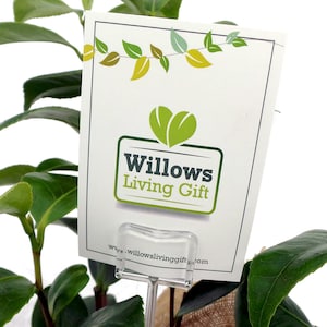Może przedstawiać: Biała karta z zielonymi liśćmi i tekstem "Willows Living Gift" oraz adresem strony internetowej "www.willowslivinggift.com". Karta jest przymocowana do zielonej rośliny za pomocą przezroczystego plastikowego uchwytu.