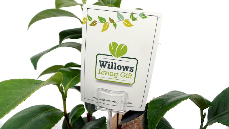 Może przedstawiać: Biała karta z zielonymi liśćmi i tekstem "Willows Living Gift" oraz adresem strony internetowej "www.willowslivinggift.com". Karta jest przymocowana do zielonej rośliny za pomocą przezroczystego plastikowego uchwytu.