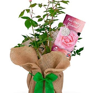 Happy Retirement Rose Bush Gift Wrapped - Help A colleague Or Friend Celebrate