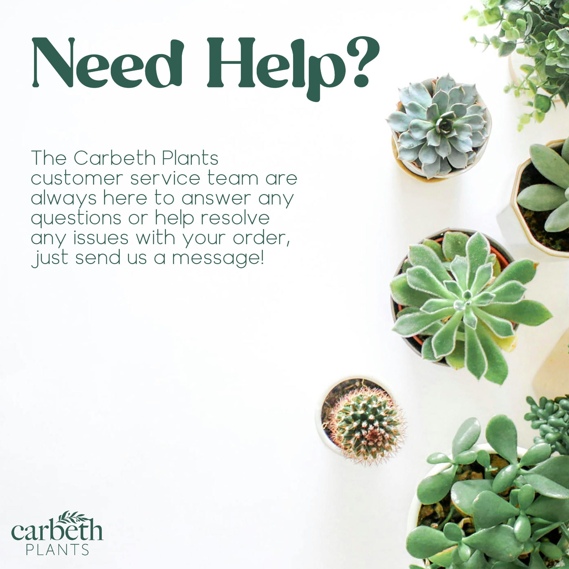 String of Pearls Plant: Trailing Succulent in 12cm Pot - Etsy UK