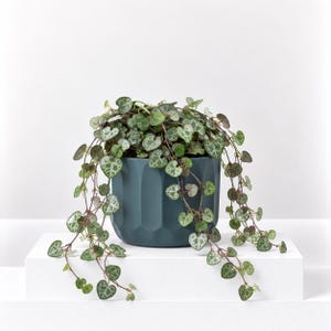 May include: A Ceropegia woodii plant, commonly known as a string of hearts, with trailing vines of small, heart-shaped, variegated green and silver leaves. The plant is potted in a dark teal, cylindrical ceramic planter with vertical fluted grooves.