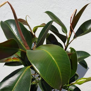May include: A close-up of a rubber plant with large, glossy green leaves. The leaves have prominent veins and a slightly reddish hue at the edges.