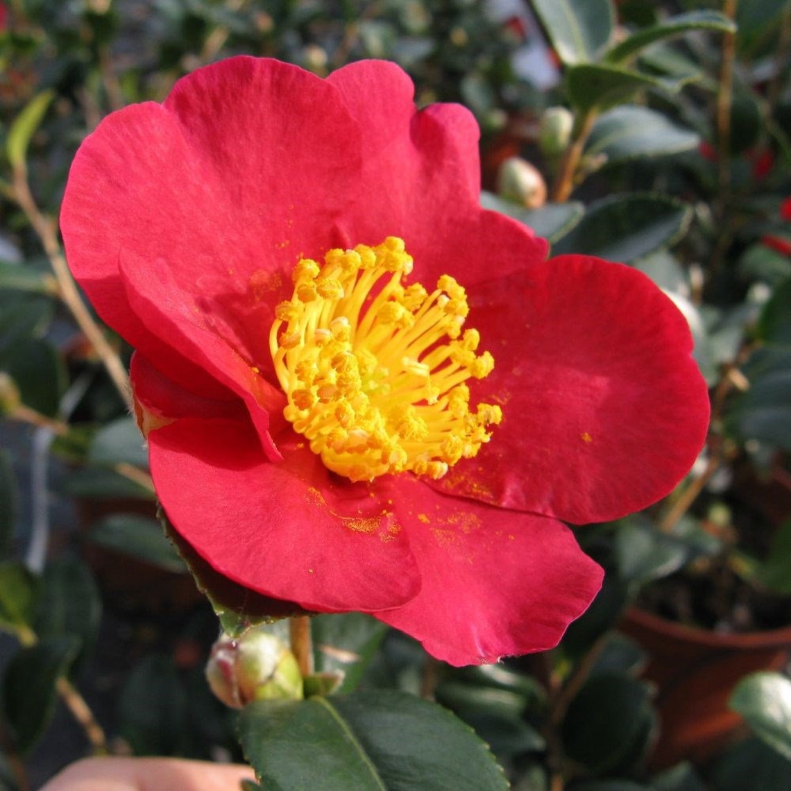 Camellia ‘Yuletide’ Christmas Plant Gift Idea | Etsy