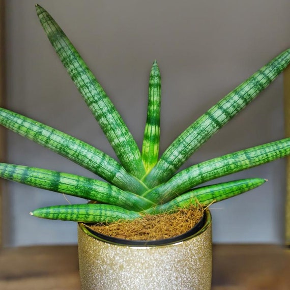 elevated plant pot Ceramic Raised Plant Pot main image 0
