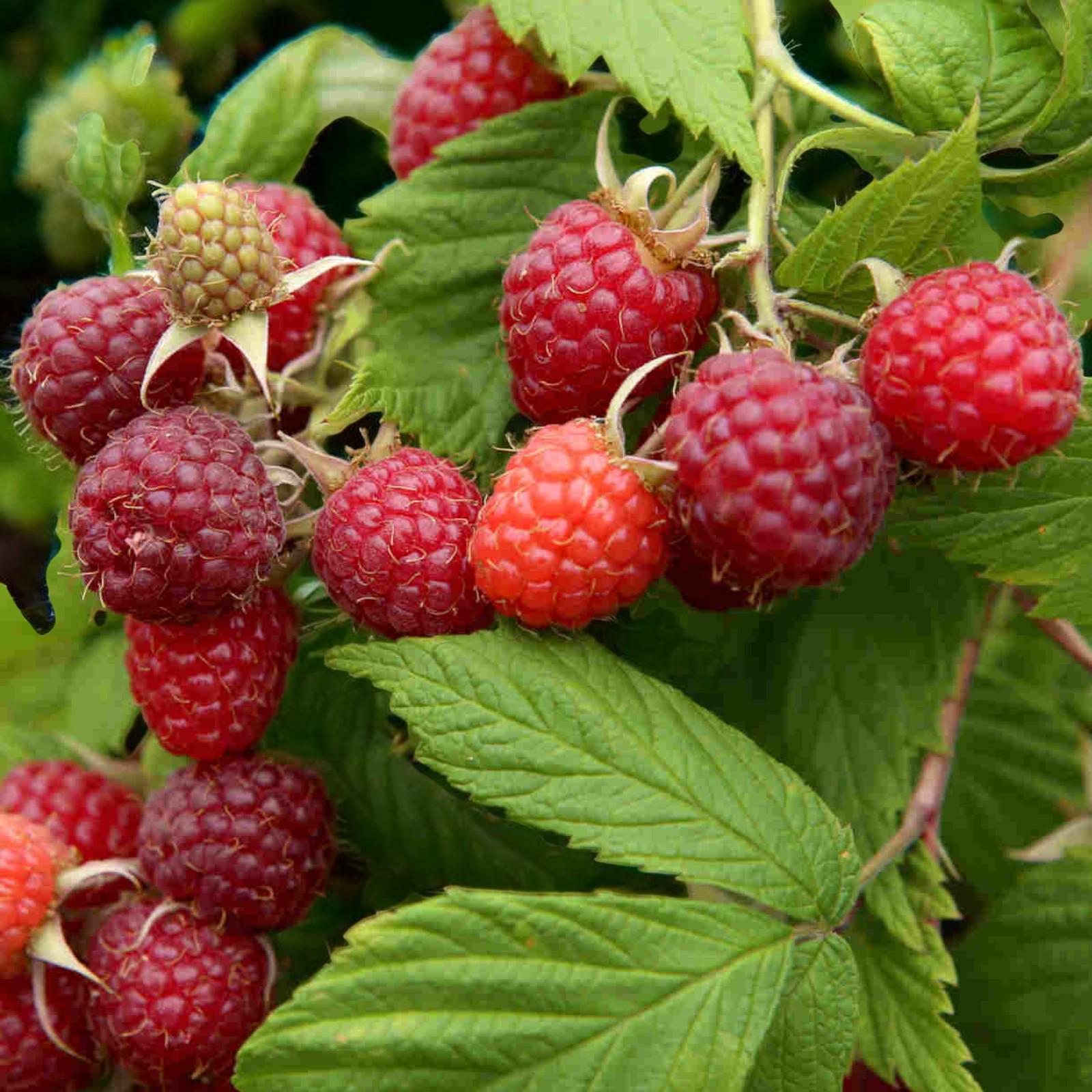 Platinum Raspberry Raspberry Glen Ample Fruit Plant in 9cm Pot - Easy Grow Fruit Bush for ...