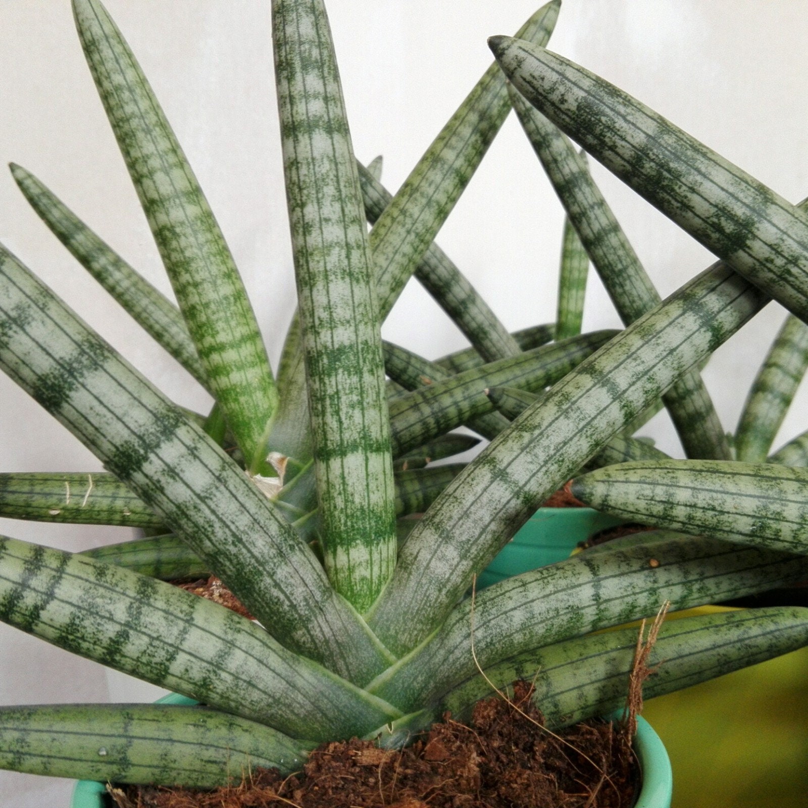 Sansevieria Cylindrica Skyline - Cylindrical Snake Plant in 8.5cm Pot - Low  Maintenance Houseplant - Etsy Denmark