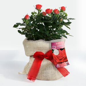 May include: A potted rose plant with vibrant orange-red flowers and dark green leaves, housed in a rustic beige burlap sack. A bright red sheer ribbon is tied around the centre, and a rectangular tag labelled Rose Ruby Wedding is attached.