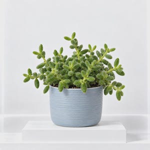 May include: A vibrant green succulent plant with small, fuzzy, finger-like leaves growing in a dense cluster. The plant is potted in a cylindrical, light blue ceramic planter featuring a subtle, horizontal ribbed texture along its exterior surface.