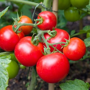 May include: Close-up of a cluster of ripe red tomatoes growing on a vine. The tomatoes are various sizes and shapes, with some showing signs of ripening.
