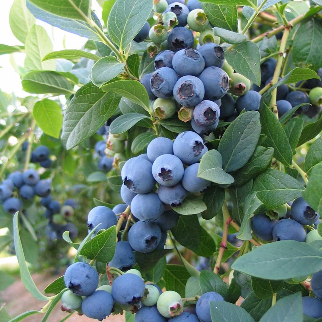Blueberry Bush 'bluecrop' Plant in 1.5L Pot - Heavy Cropping Vaccinium ...