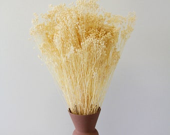 White Bleached Broom Bloom Bunch - 60cm in Height - Dried Flowers - For Home Décor - Flower Arranging - Crafting - Cake Decoration